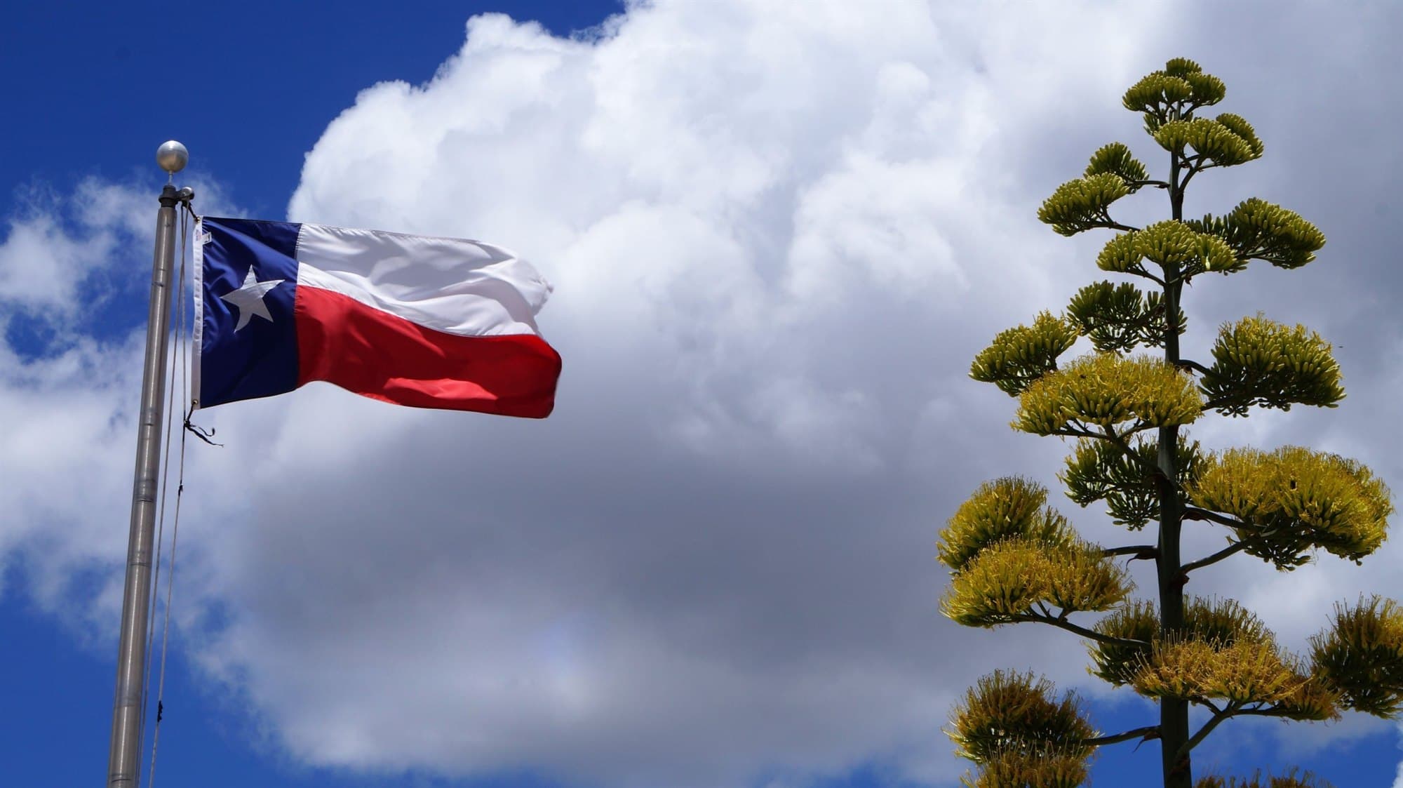 A Texas flag flying beside a blooming century plant under a bright sky.